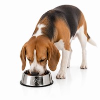 Plato Comedero para Mascotas 26cm Acero Inoxidable Antideslizante Perros y Gatos