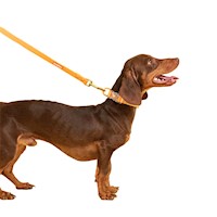 Set collar correa y dispensador bolsas sanitarias Mascotas Naranja