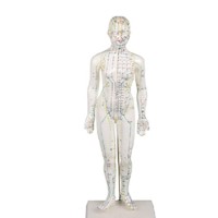Modelo de punto de acupuntura del cuerpo humano