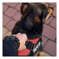 Chaleco Reforzado Service Dog Talla XXL Rojo Trabajo Diario Y+Post It