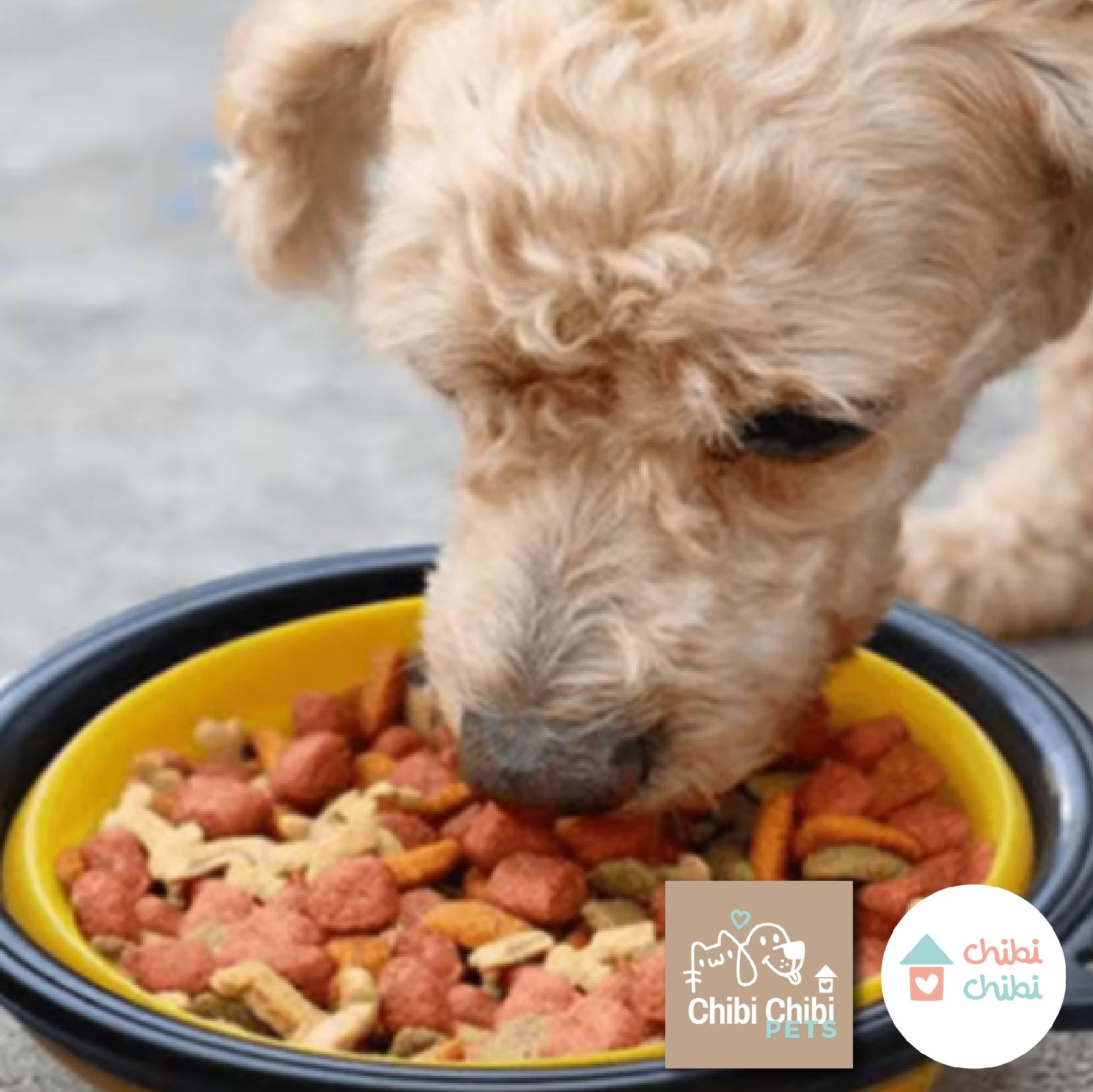 Platos plegables mascotas