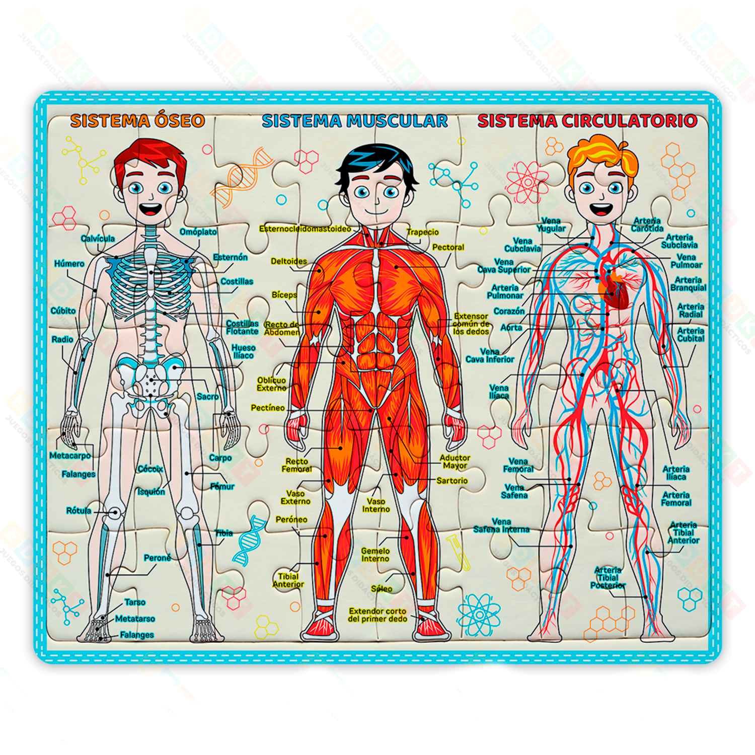 Rompecabezas Educativo Sistema Humano 100 Piezas EDUKT