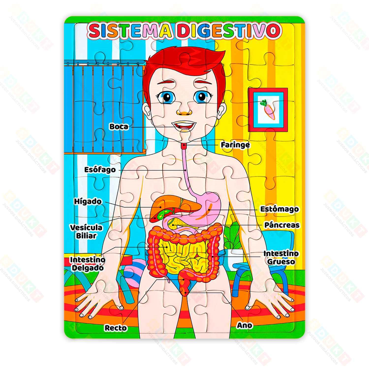 Rompecabezas Educativo Sistema Digestivo 50 Piezas EDUKT